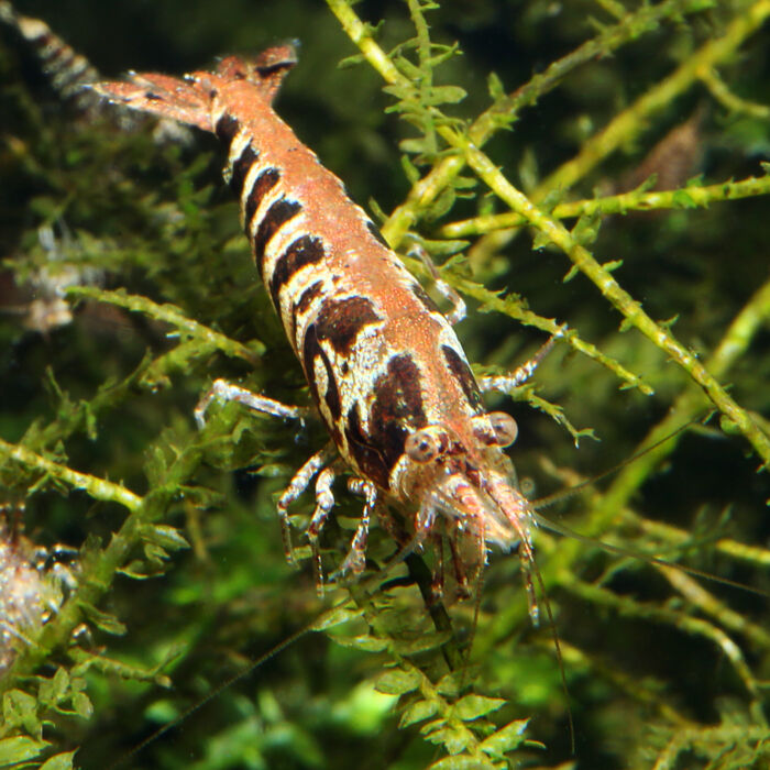 Babaulti Zebra2 - Garnelaxia