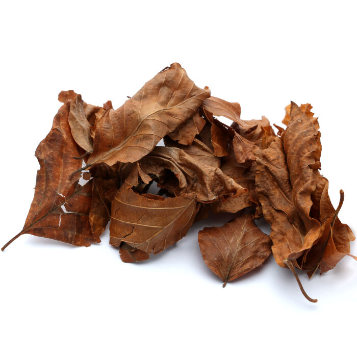 Buchenlaub - Beech leaves