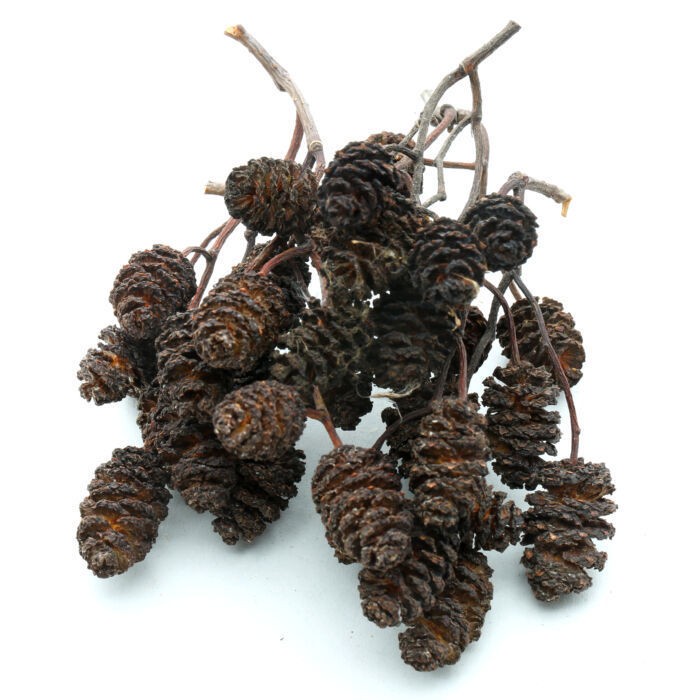 Erlenzapfen - Alder cones