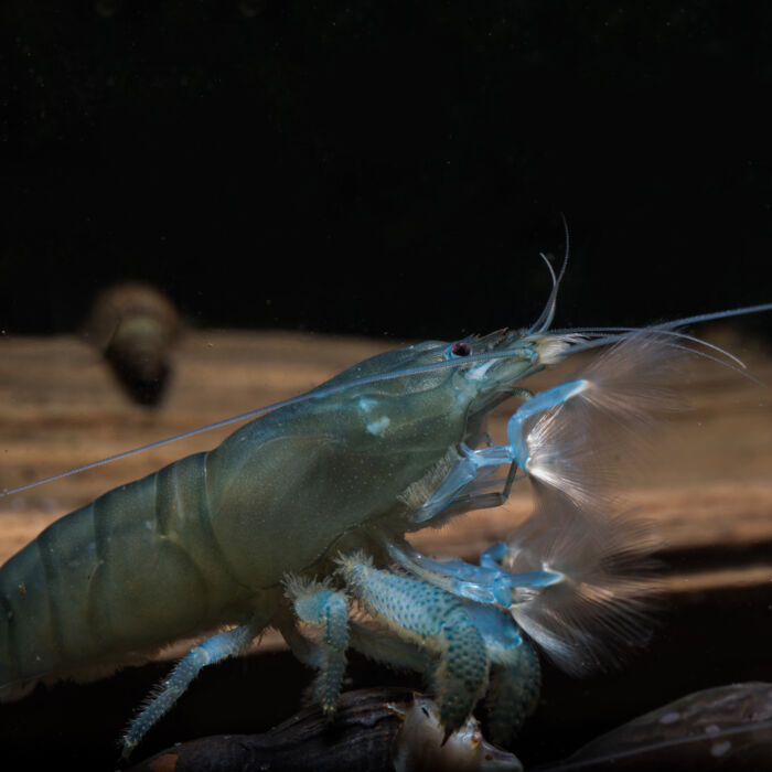 Gabun Riesenfächergarnele - Vampire Shrimp