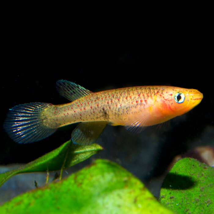 Kap Lopez Prachtkaerpfling Weibchen - Garnelaxia