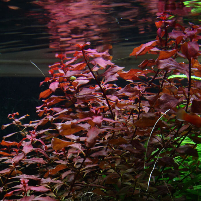 Ludwigia 'Super Red'