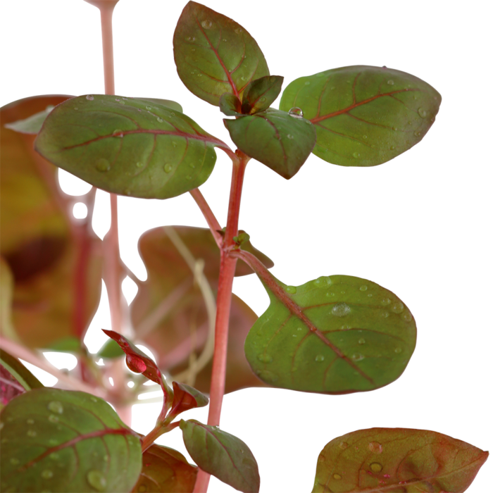 Ludwigia Super Red 2 - Garnelaxia