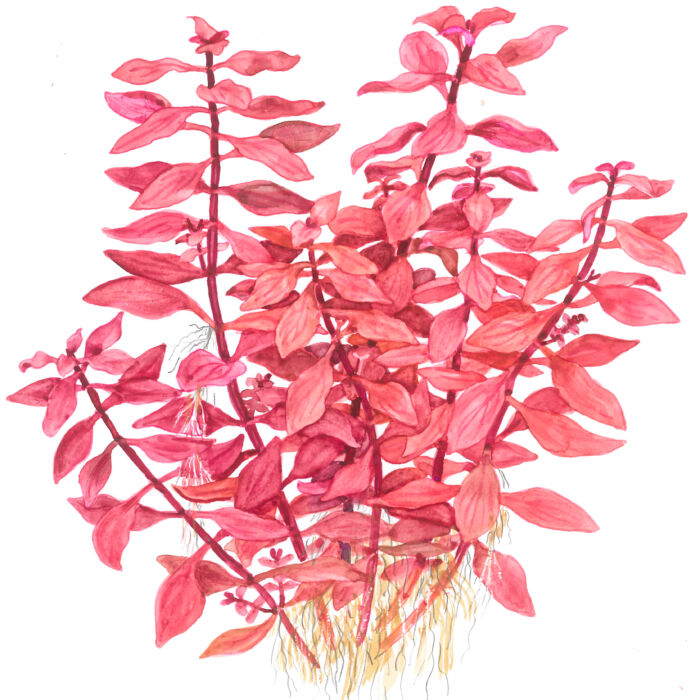 Ludwigia Super Red 4 scaled - Garnelaxia