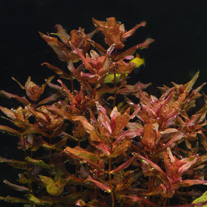 Rotala macrandra