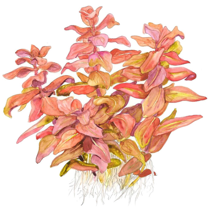 Rotala macrandra 4 - Garnelaxia