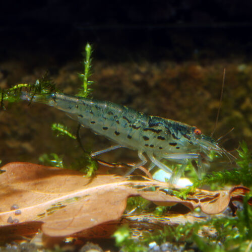 Sulawesi Inlandsgarnele - Malawa Shrimp