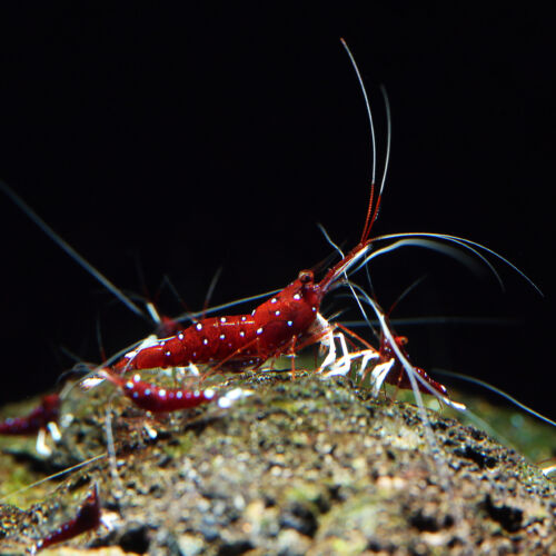 Kardinalsgarnele - Cardinal Sulawesi Shrimp