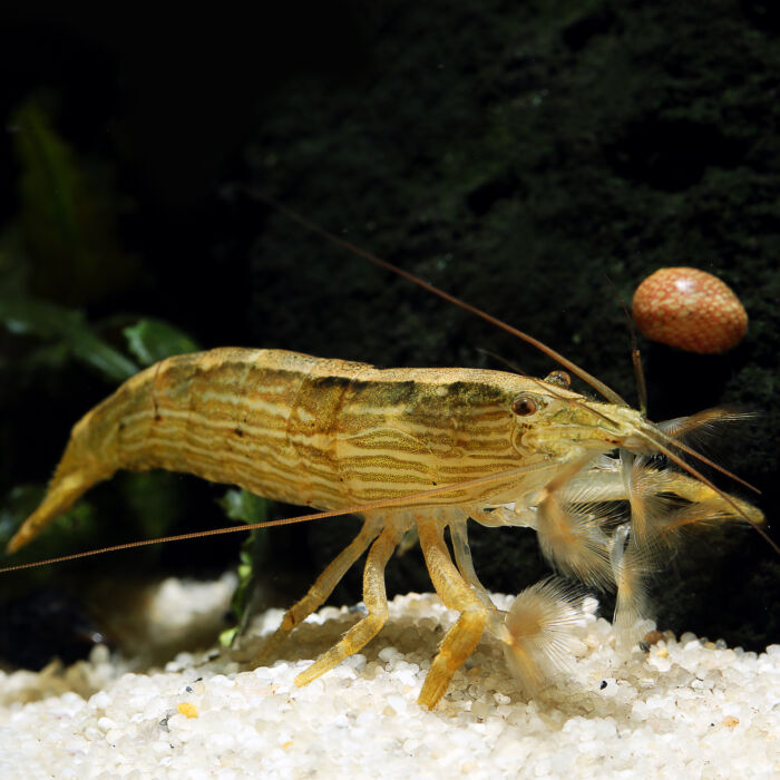 Molukkenfächergarnele - Bamboo Shrimp