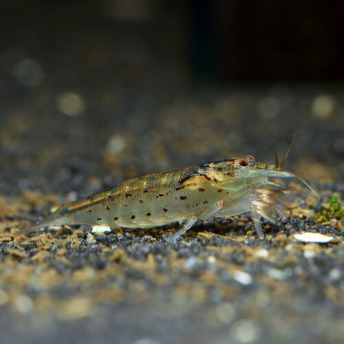 Sulawesi Zwergfächergarnele - Green Lace Shrimp