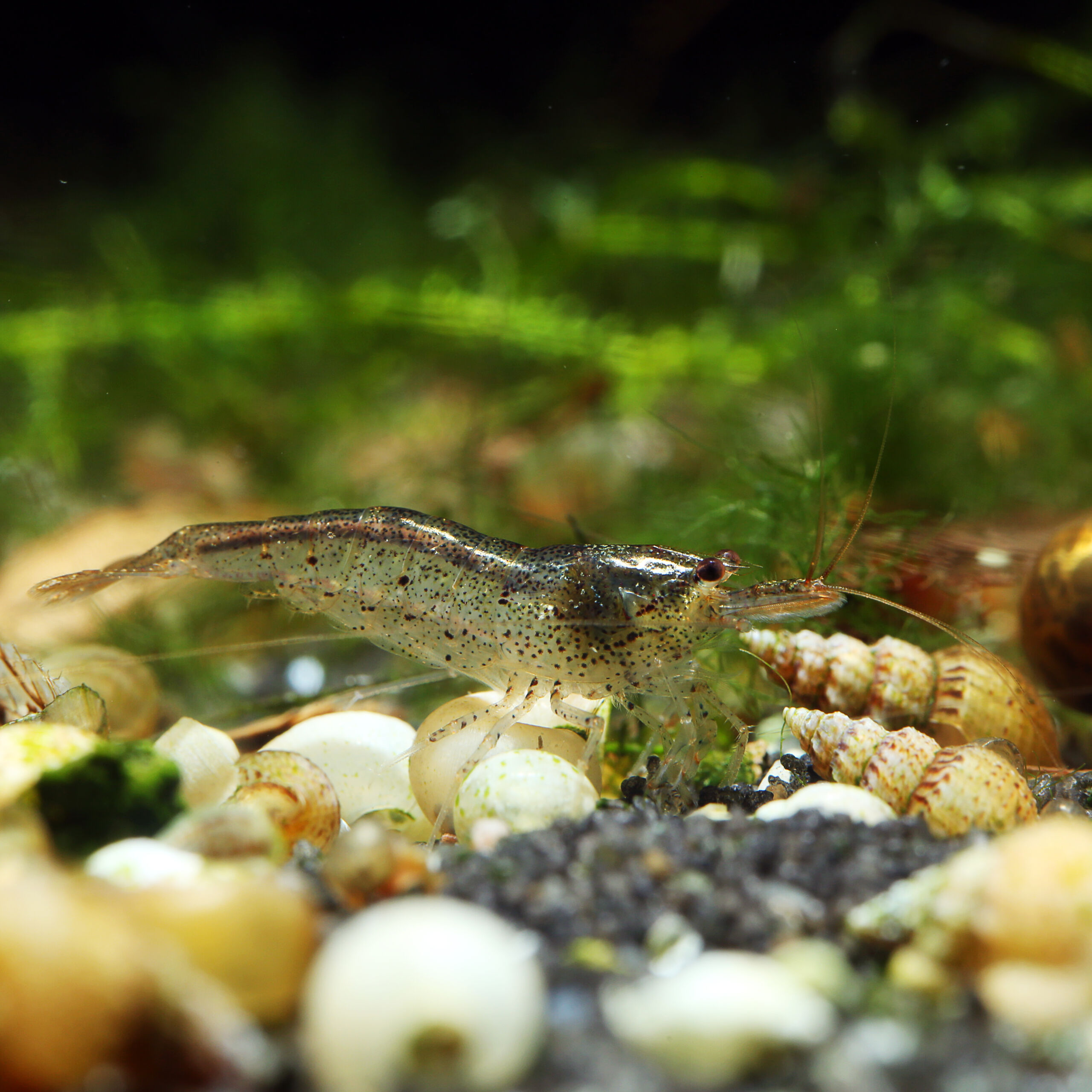 Algengarnele - Algae shrimp