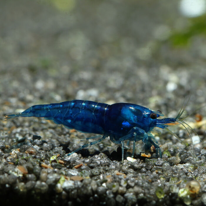 Blue Velvet