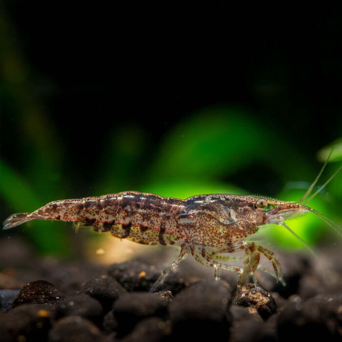 Neocaridina Mix Naturfarbe