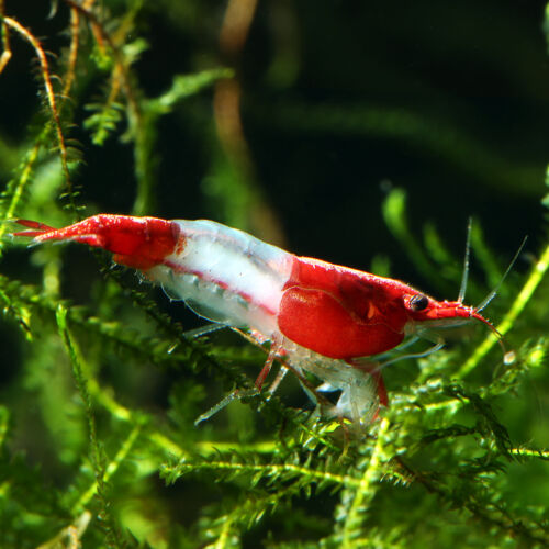 Red Rili