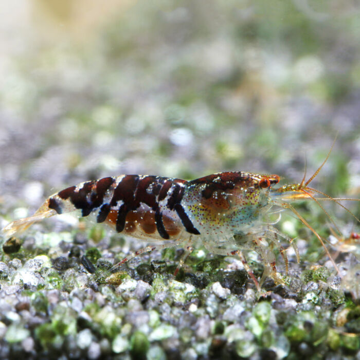 Tigergarnele Wildform scaled - Garnelaxia