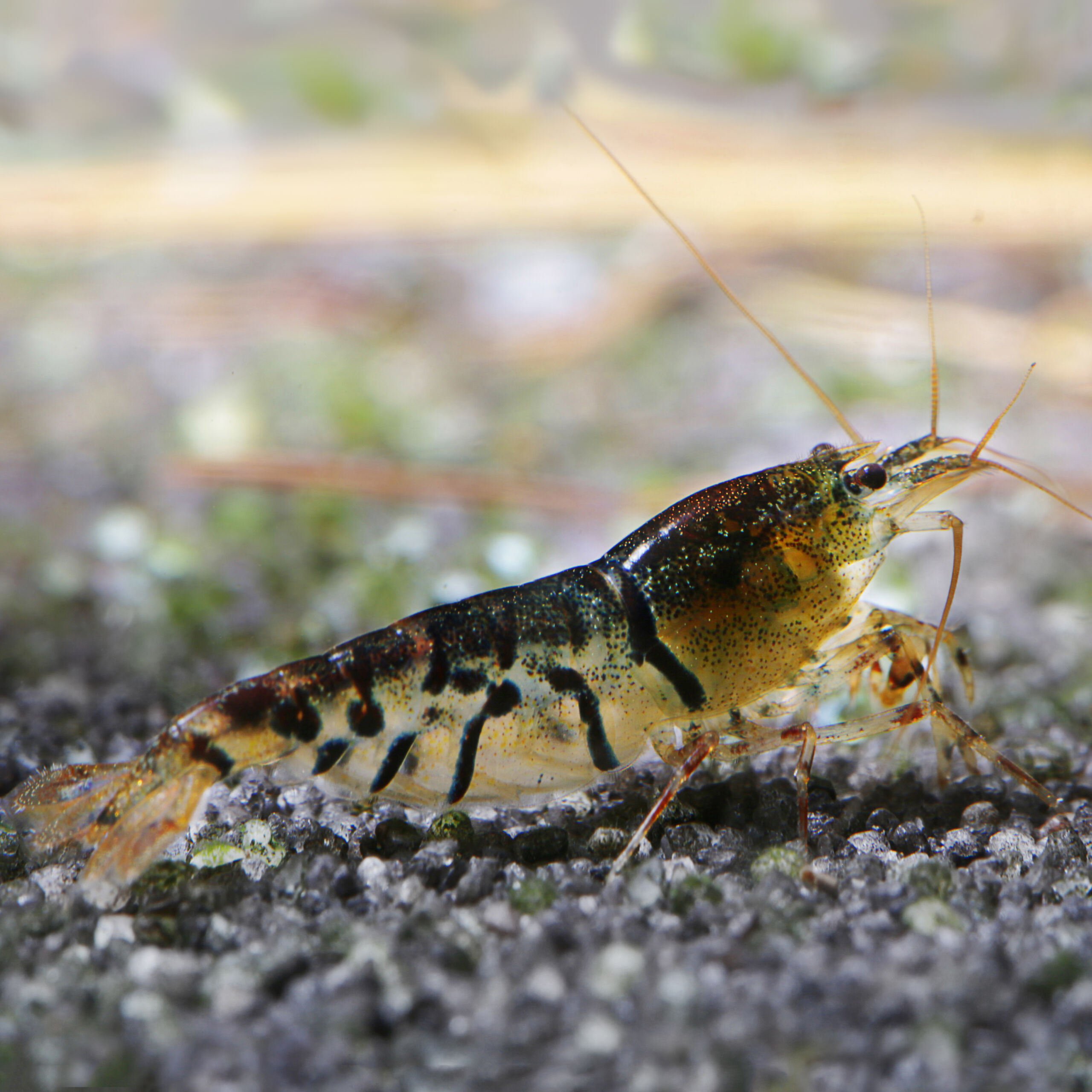 Tigergarnele Wildform - Tiger Shrimp