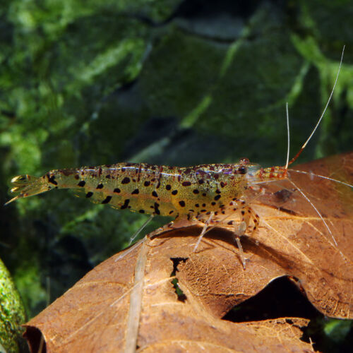 Tüpfelgarnele - Spotted shrimp