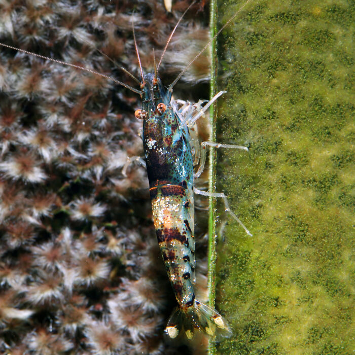 Camouflage Tiger 2 1 - Garnelaxia