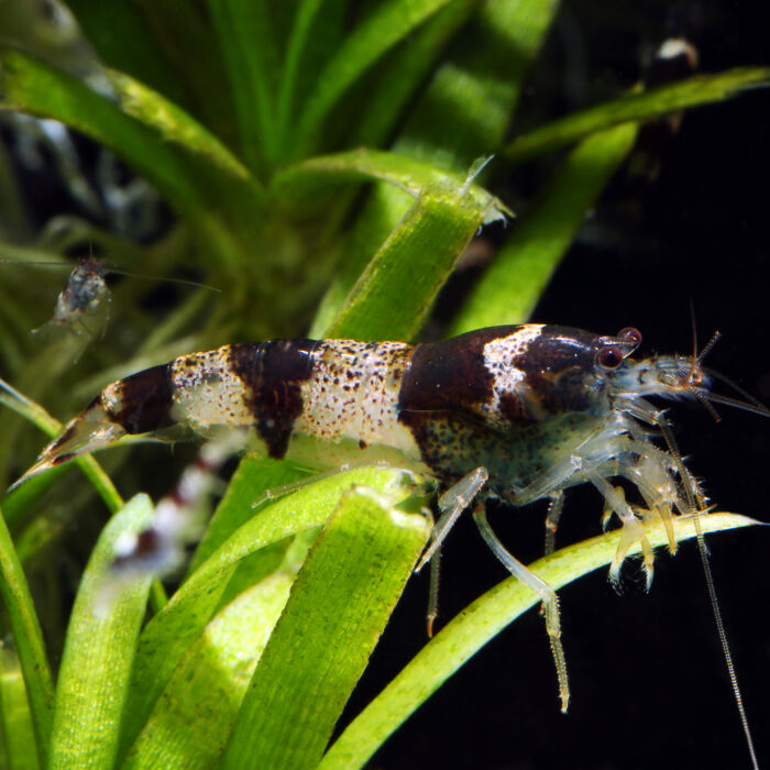 Hummelgarnele - Bumblebee shrimp