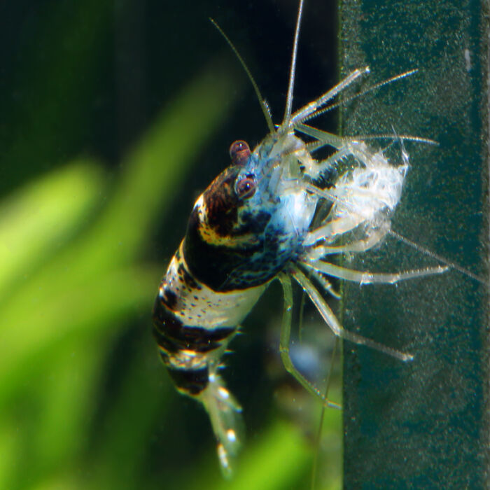 Hummelgarnele breviata 2 - Garnelaxia