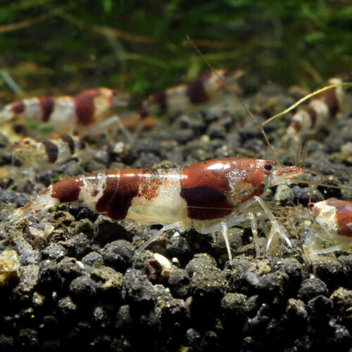 Hummelgarnele - Bumblebee shrimp