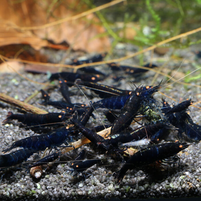 Royal Blue Tiger Gruppe scaled - Garnelaxia