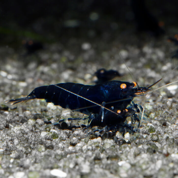 Royal Blue Tiger OE - Garnelaxia