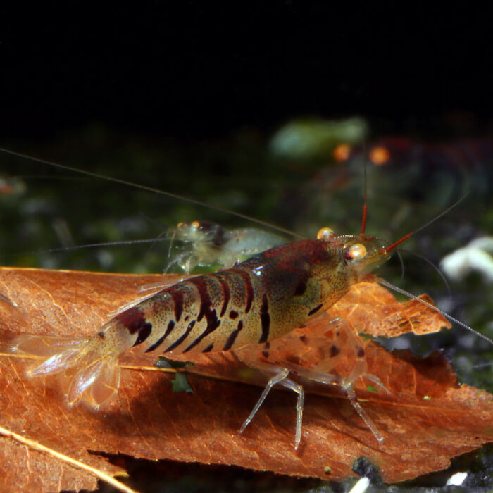 Tigergarnele Orange Eye 2 - Garnelaxia