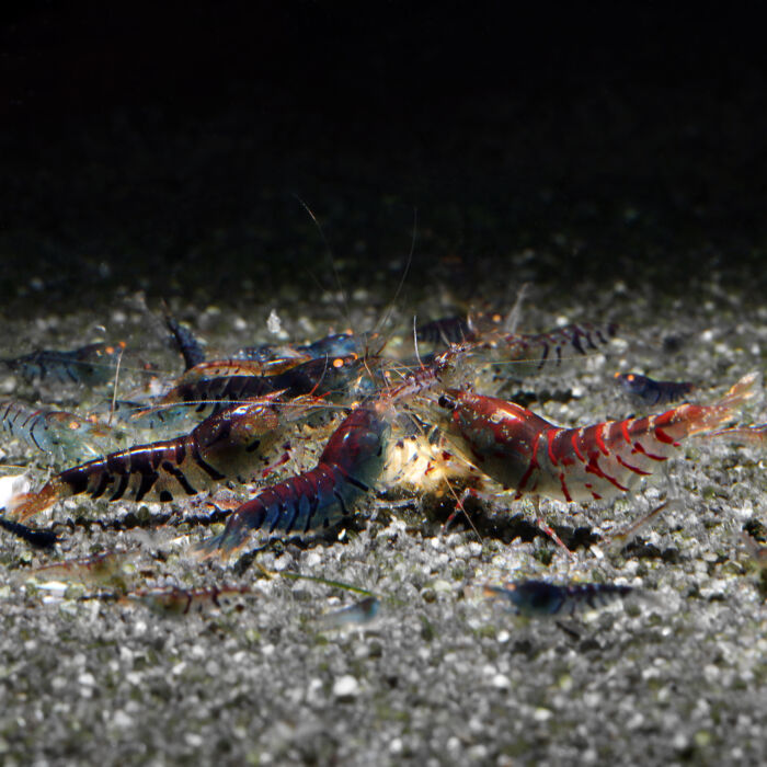 Mixed Tiger Shrimp